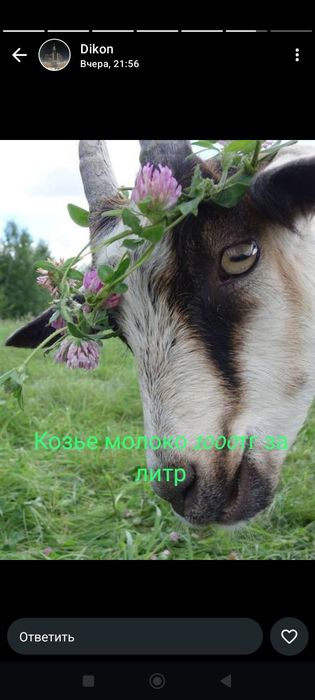 В продаже свежее Козье молоко