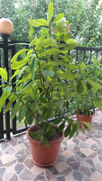 Flori diverse, ghiveci