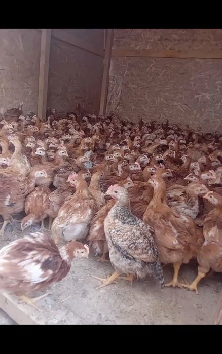 Pui de carne si rasa mixtă