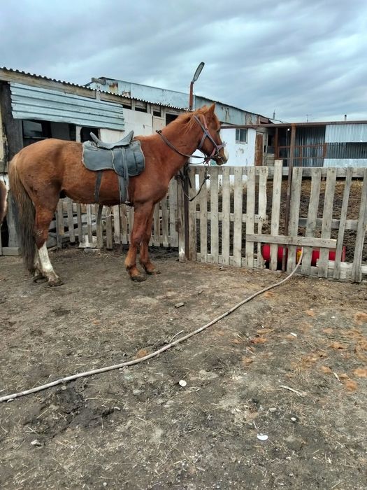 Жеребец в поселке Дубовка