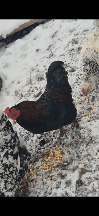 Cocoși din februarie 2025