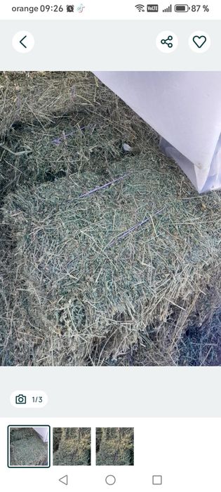 Disponibili 10 baloti Lucerna