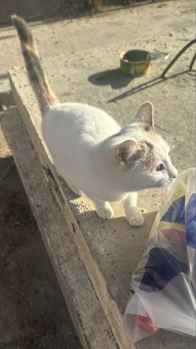 Трёхцветная кошечка ищет дом