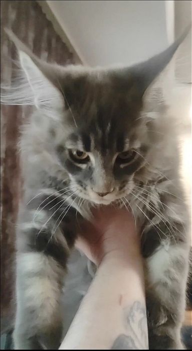 Котенок мейн кун очень крупный
