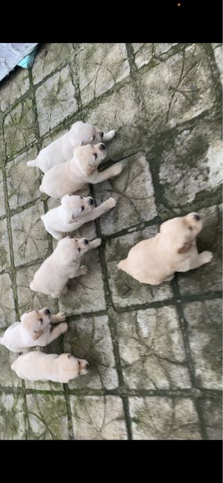 Бебета Лабрадори