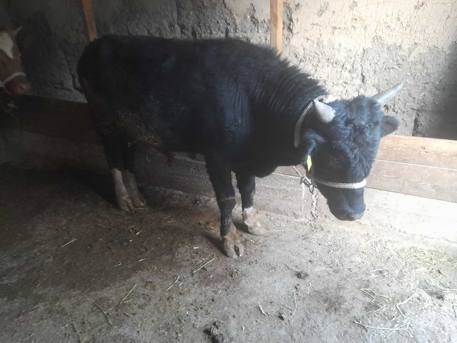 Бұқалар саиылады