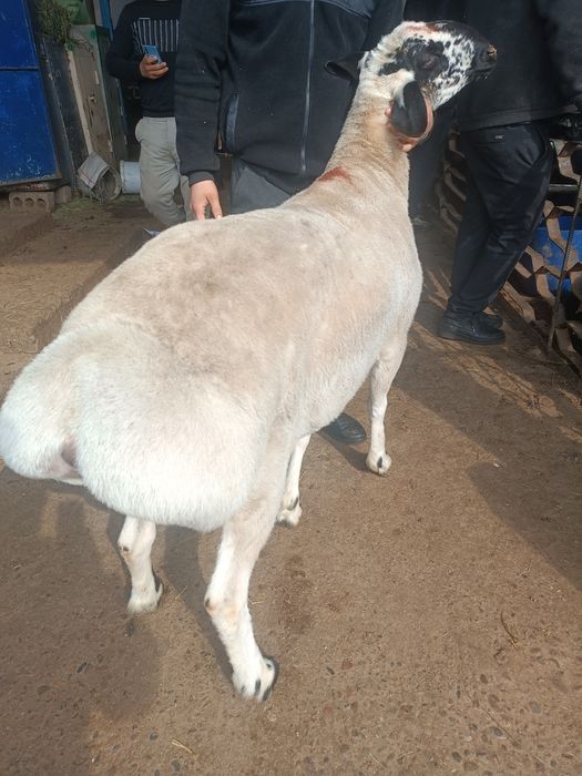 Qassob chlik xizmat bor