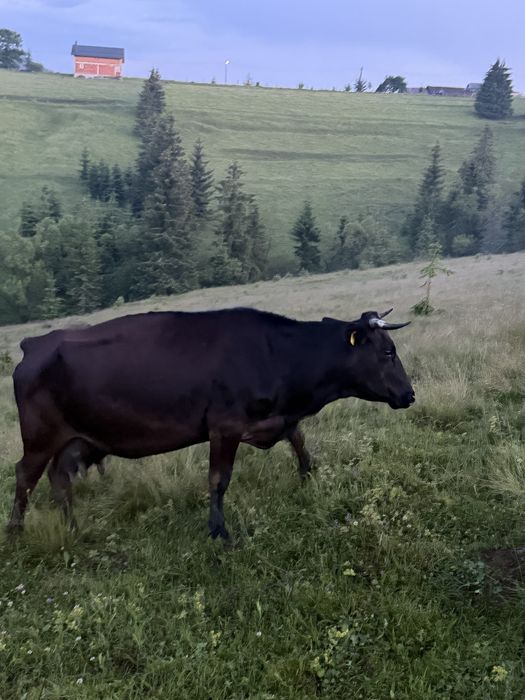 De vânzare doua vaci si un taur