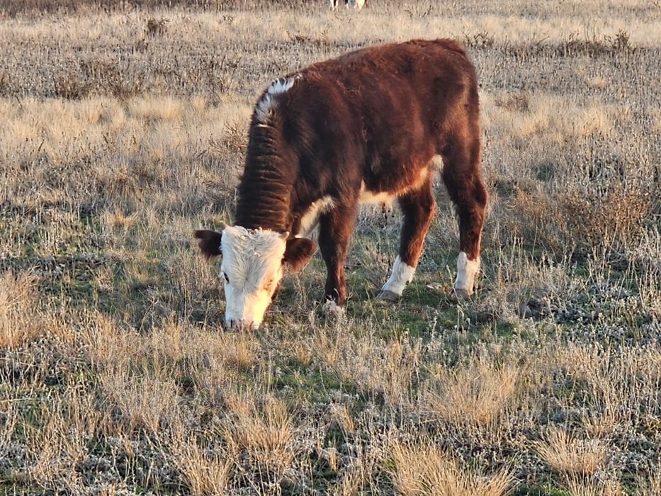Продам бычков подсос 11 голов