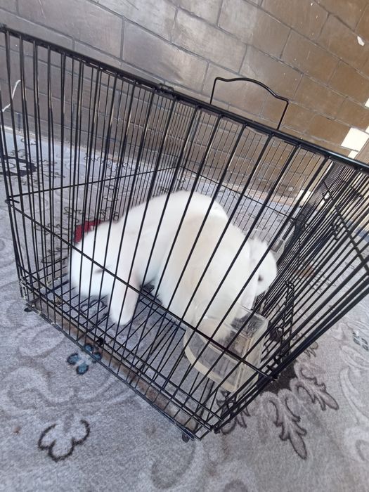 Quyonlar nomi karliki dekorativ quyon bolalari