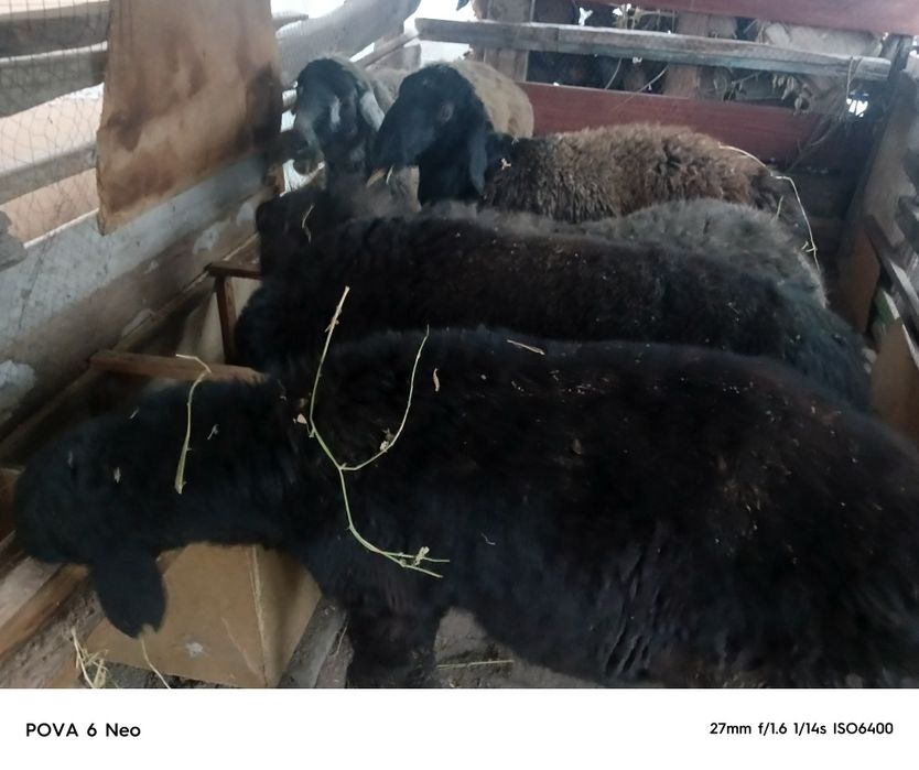 Кошкаров  продам