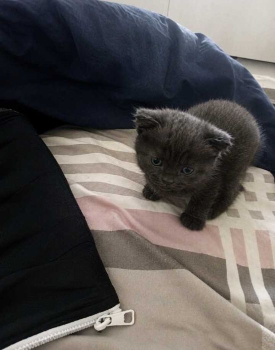 Вислоухи скотишь страйт