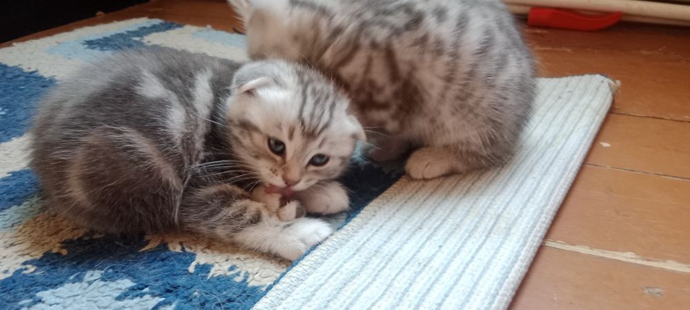 Котята шотландцы скотиш страйт