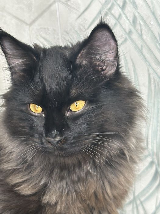 Котик мальчик ручной