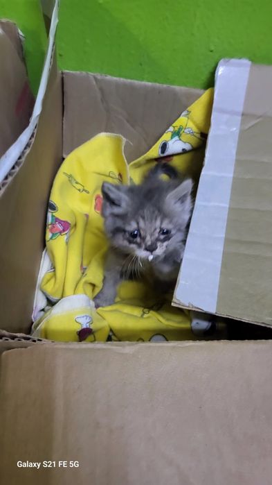 Ищем котёнку дом!