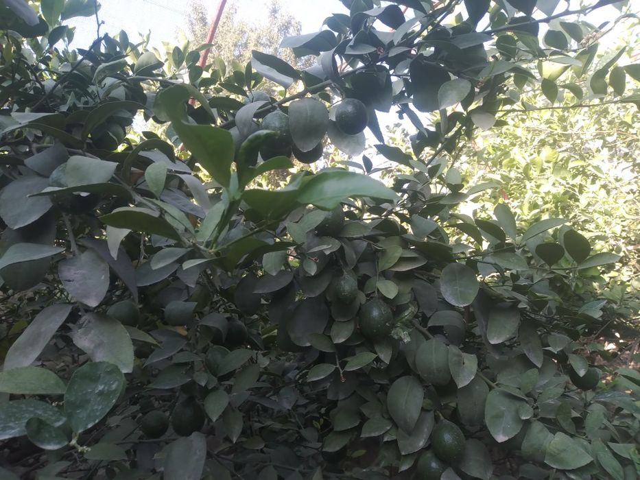 Лимон кучатлар 2.3.4 йиллик 100 % гарантия