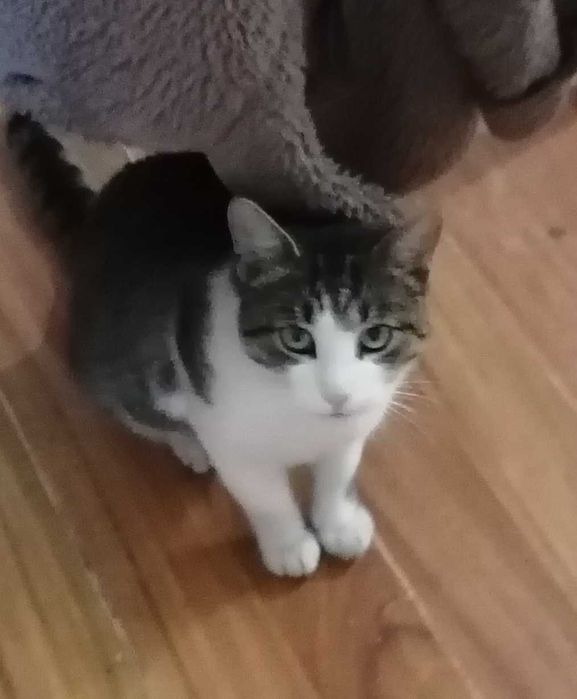 Ofer spre adoptie pisicuta in varsta de 4 ani