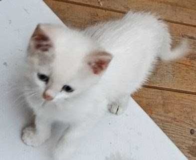 Подарявам 4 бели и едно черно-бяло котенца