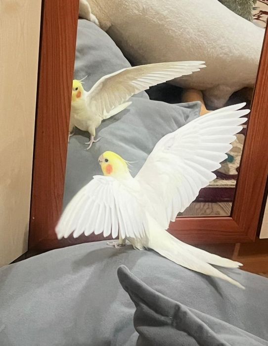 Продам красивых попугаев