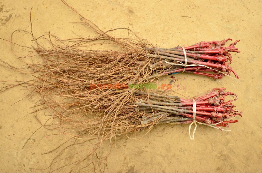 Butasi vita de vie 1-2-3!!