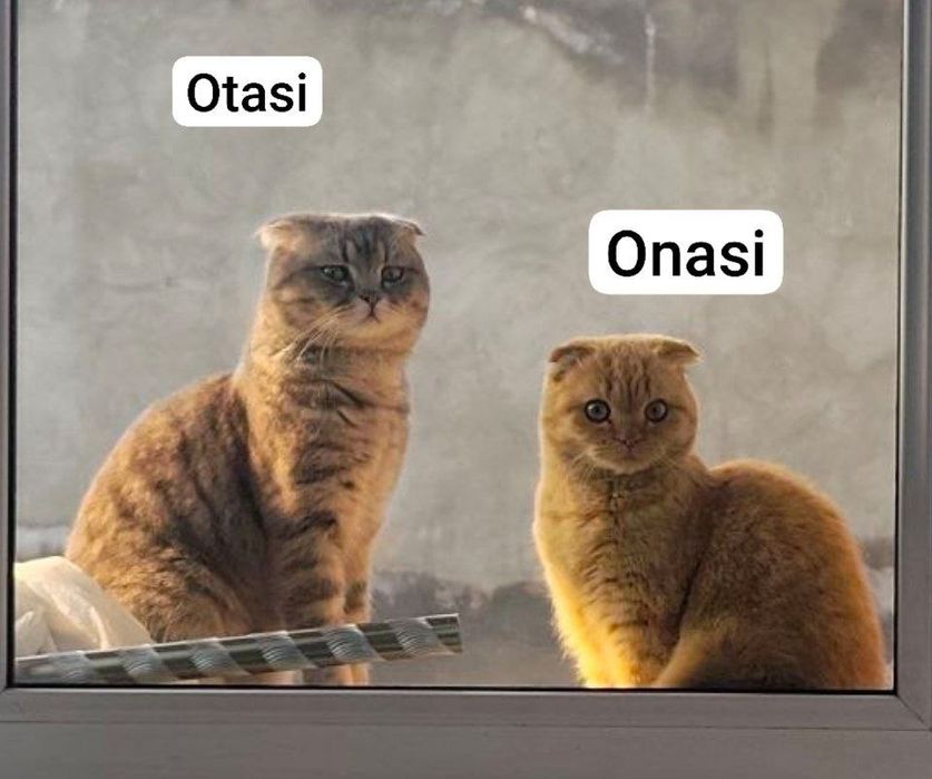 Skotsh fold zotli mushuk sotiladi