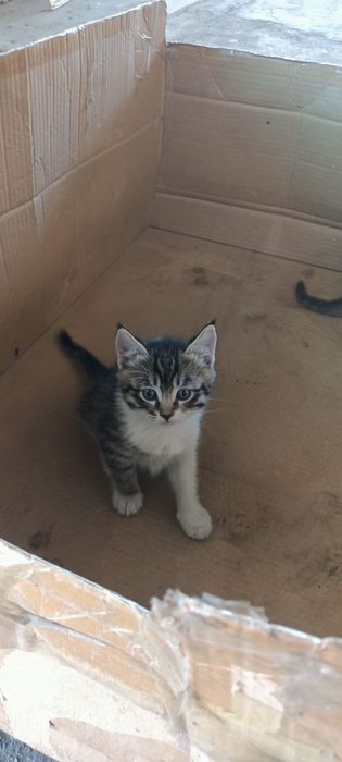 Бесплатно! Котята