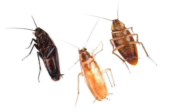 Dizinfeksiya  tarakan va mayda hashoratlarga qarshi ! Dezinfeksiya Dez