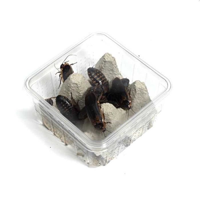 Hrana vie de inalta calitate pentru Reptile – SuperWorms, Dubia