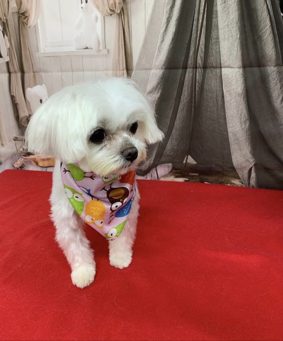 Scooby Style Pet Salon