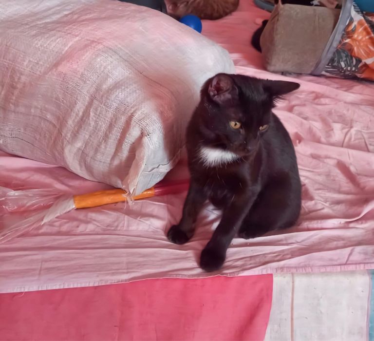 Отдам в хорошие руки