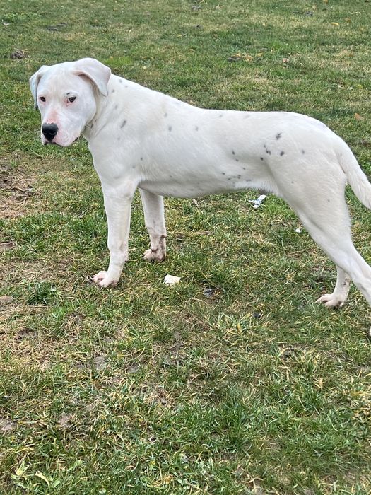 Dogo argentino dog argentinian