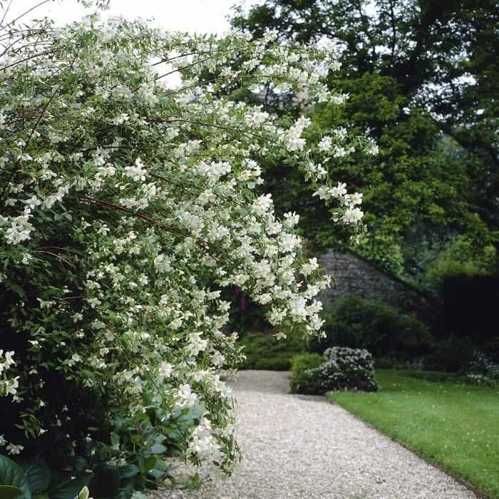 Филаделфус (Philadelphus)