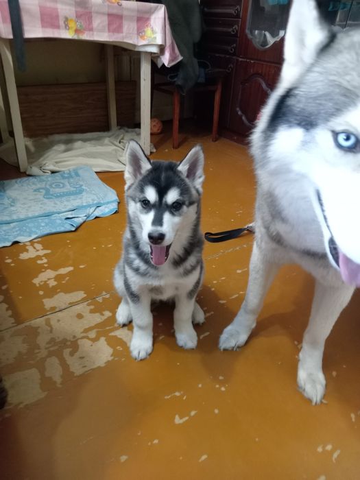 Продам щенка хаски