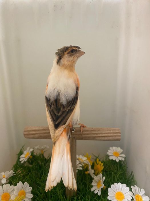Canari arlechini portughezi
