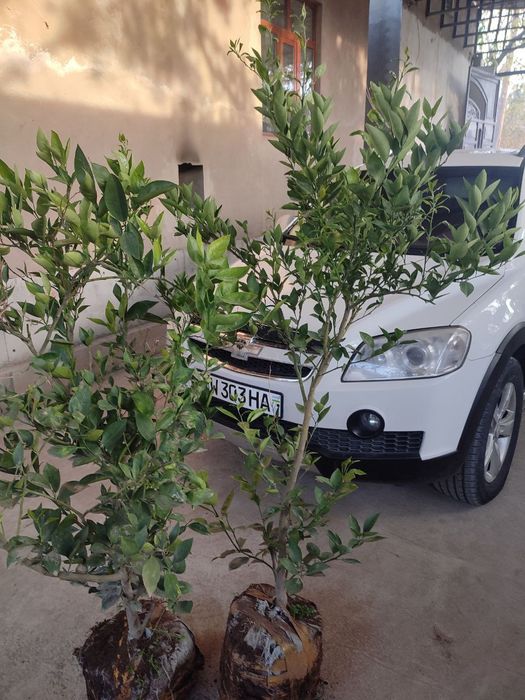 Kumkuvat, mandarin,apilsin,mandarin