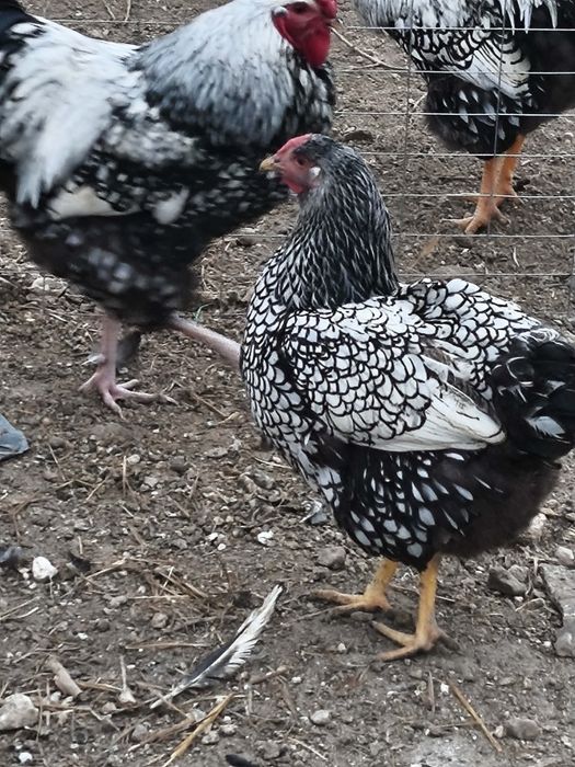 Свободни Кантиран Виандот и Барнер Велвер 10 бройки