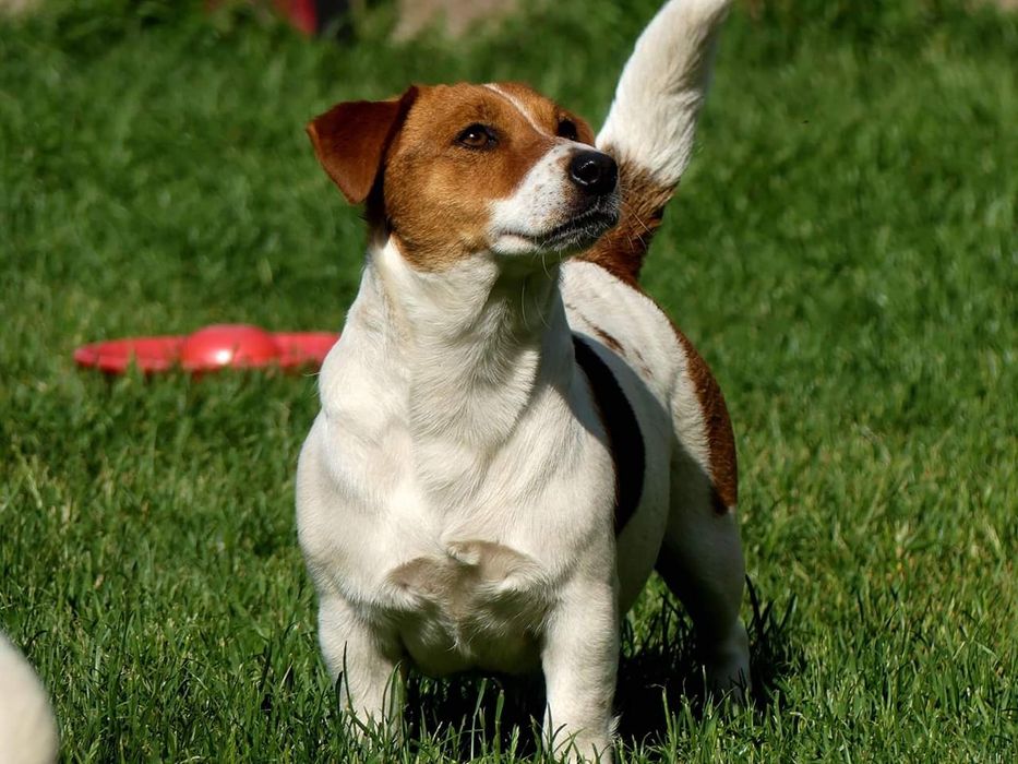Джак Ръсел Териер