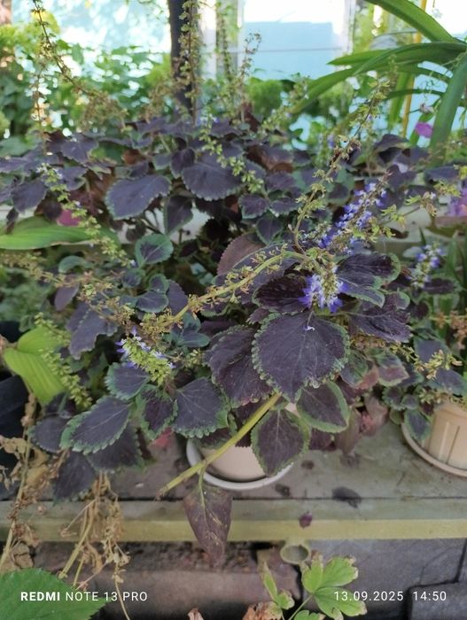 Продам комнатные цветы