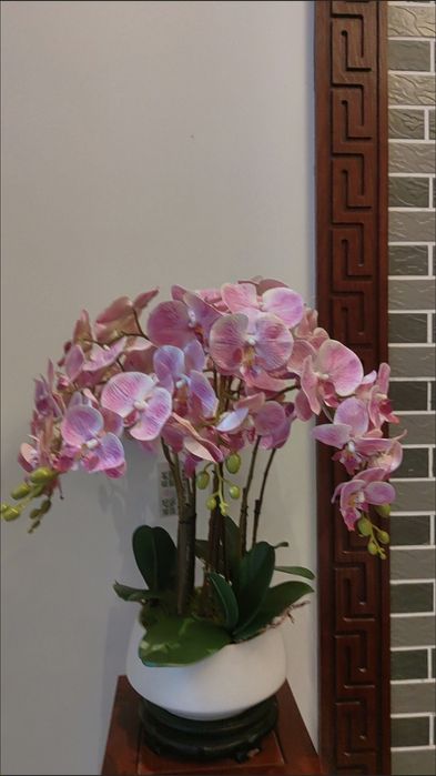 Орхидея ампельная