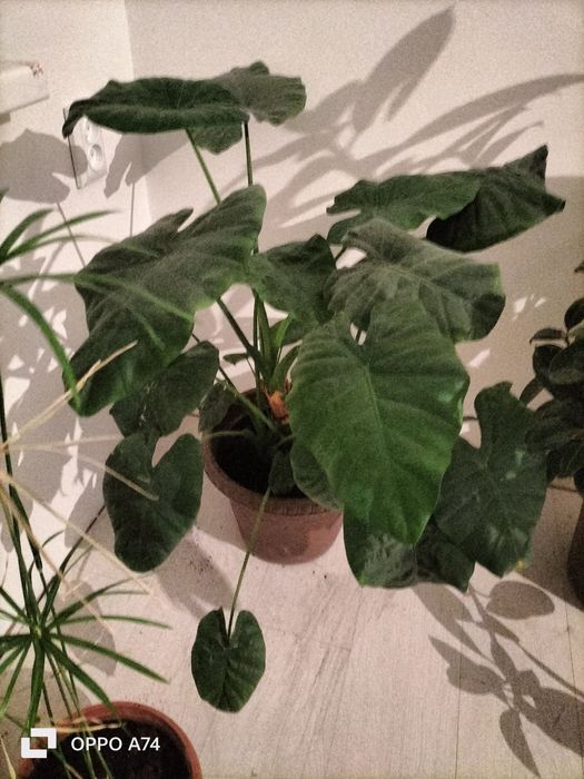 Цветы  - для  души!!!