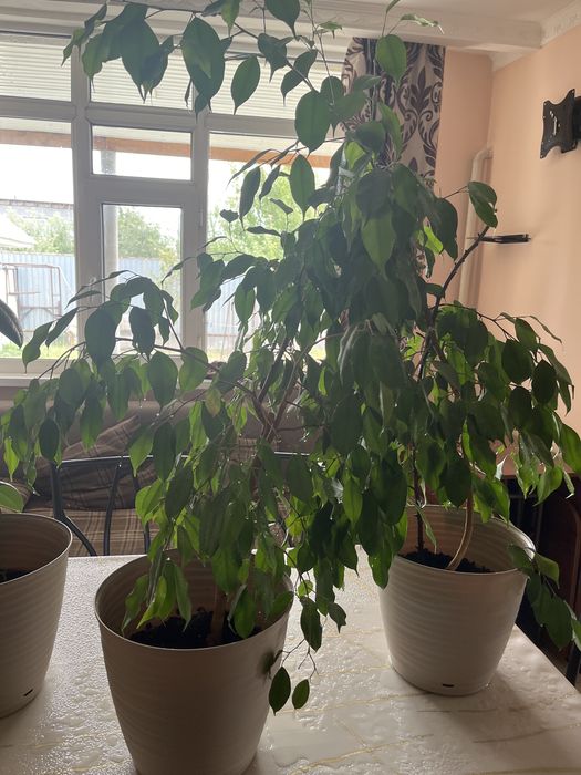 Фикусы комнатные растения