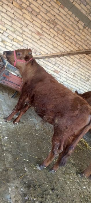 Буккача сотилади