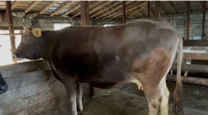 семіз сиыр сатылады