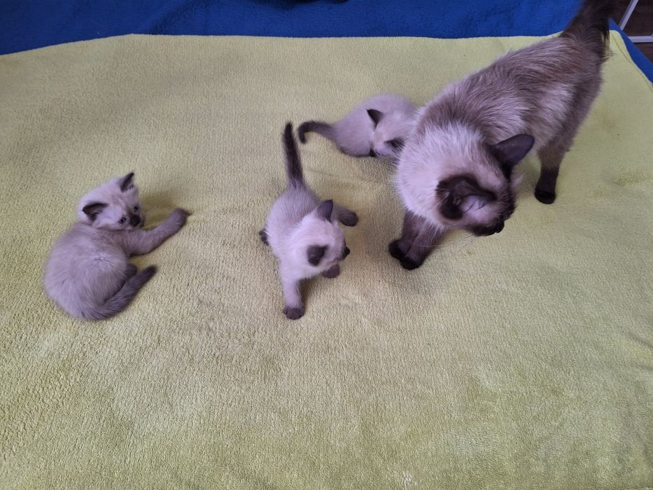 Милые      котята