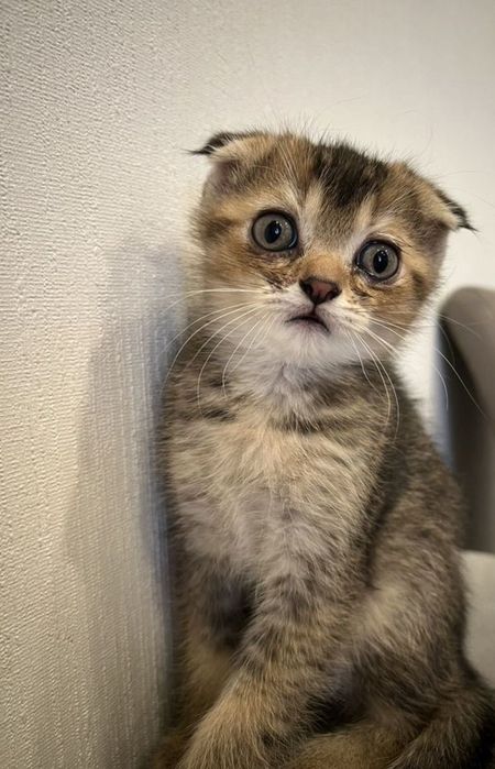 Шиншилла золото мальчики к лотку приучены