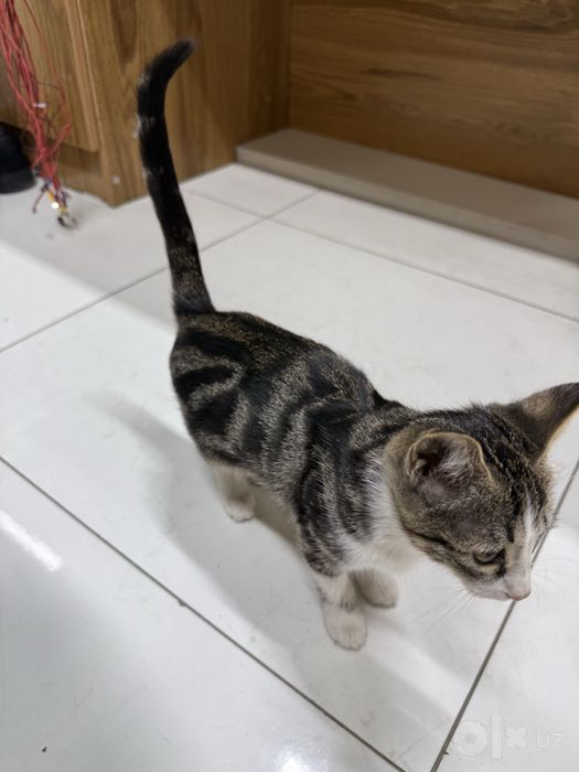 Котик отдадим добрые руки бесплатно