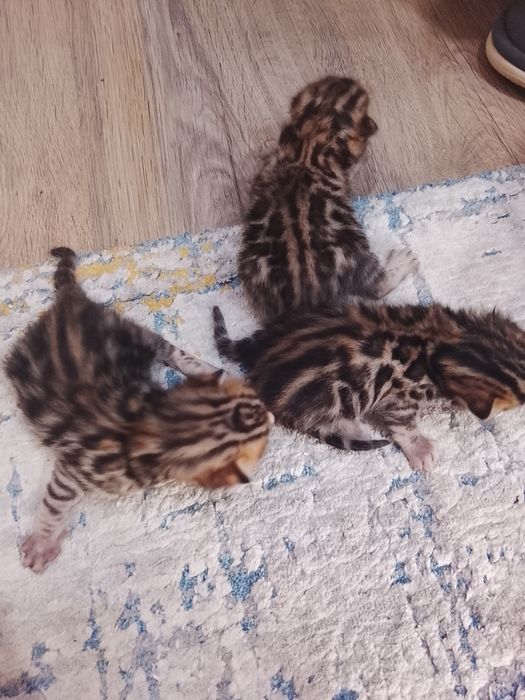 Бенгальские котята с документами