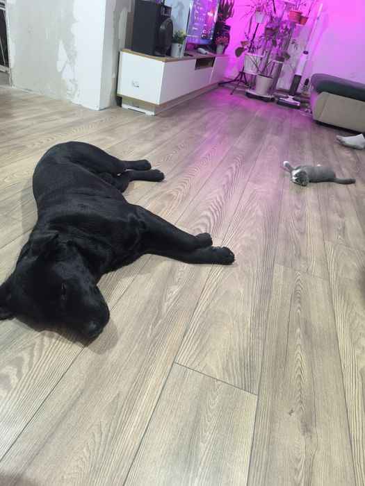 Щенки лабрадоры ищуют семью