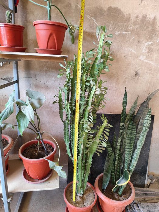 Цветок Молочай трёхгранный продаётся