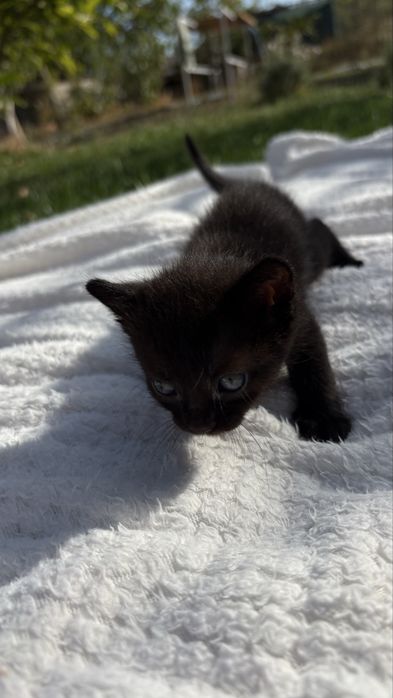 Pisica Transilvana / Neagra